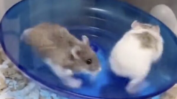 Terrorhamster wil niet met zijn collega in hetzelfde schuitje zitten