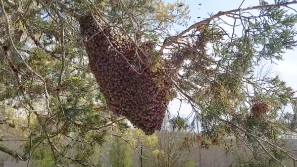 Bijenbaas laat zien hoe hij een enorme zwerm uit een boom verwijdert