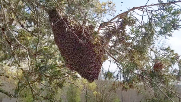 Bijenbaas laat zien hoe hij een enorme zwerm uit een boom verwijdert