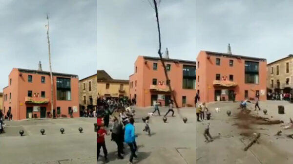 Drie mannen hebben gruwelijk veel geluk tijdens omzagen van een boom