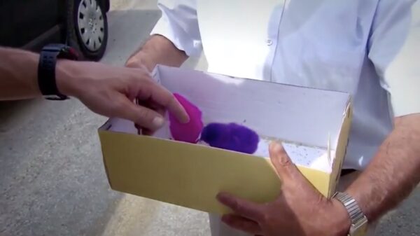 2e paasdag: tijd voor gekleurde eitjes én kuikentjes!