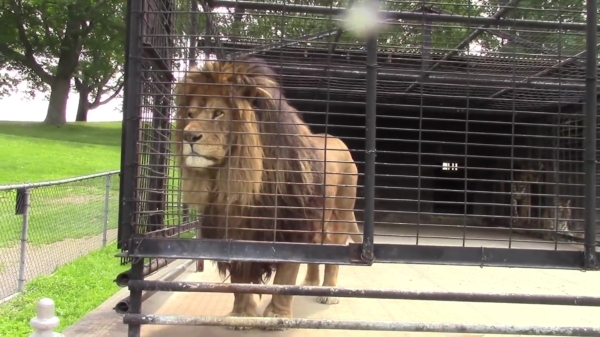 Pissige leeuw heeft geurige verrassing voor dierentuinbezoekers