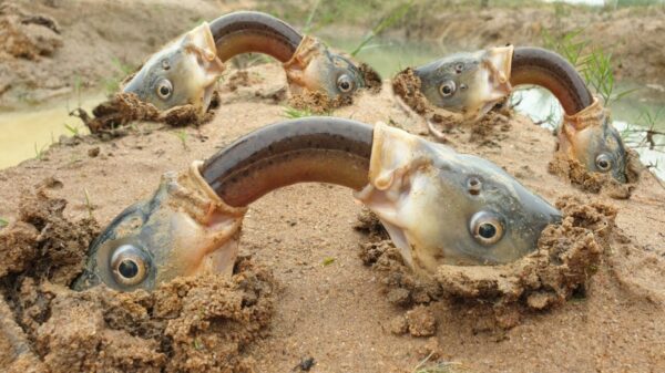 Oké, na het zien van deze vissenvideo kan het internet weer uit