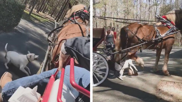 Ontsnapte pitbull valt een paard aan tijdens koetsrit in het park
