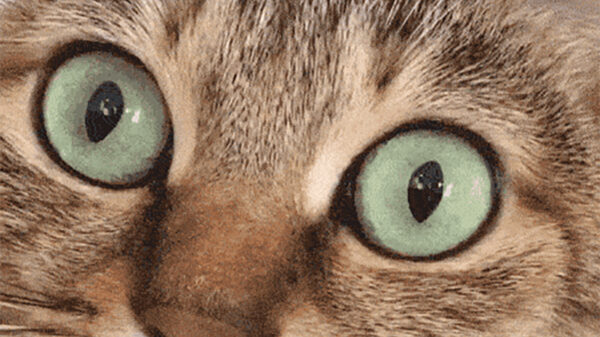 Even helemaal tot rust komen met deze hypnotiserende gifjes