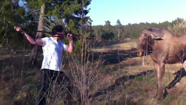 Grote Zweed versus enorme eland: place your bets