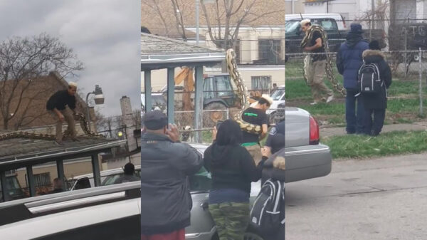 Enorme ontsnapte slang wordt door z'n baasje van het dak gehaald