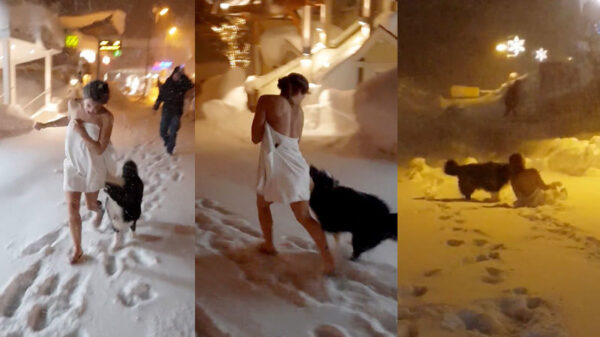 Duitse Berner sennenhond is keurig afgericht en valt kwaadaardige handdoek aan