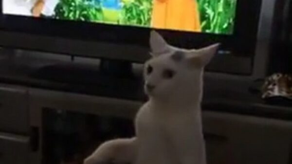 Kat probeert onopgemerkt weg te sluipen