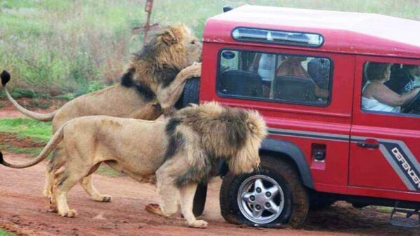 Een compilatie van dieren die een gruwelijke teringhekel aan voertuigen hebben