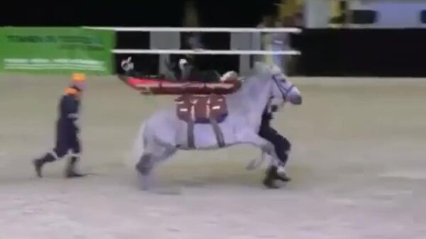 Het bewijs dat je beter geen paard als ambulance in kunt zetten