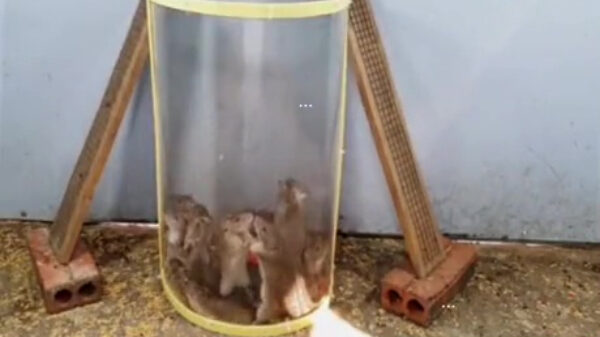 Zo maak je gemakkelijk een diervriendelijke rattenval