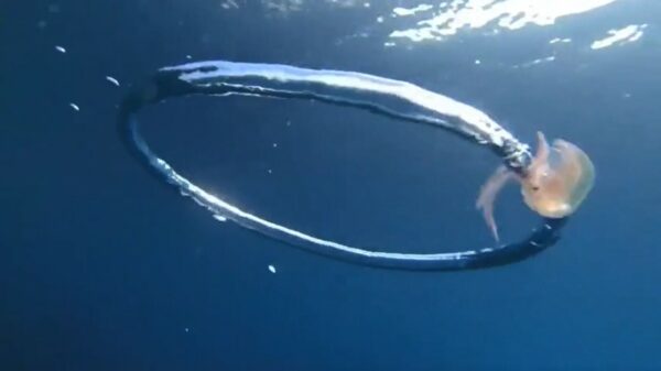 Wooeeeiii! Kwal zwemt de hele dag rondjes