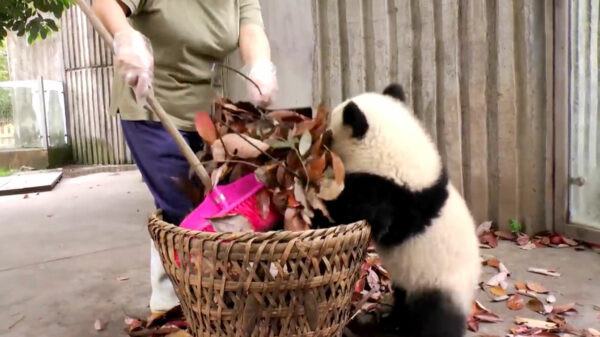Oude doos: dierenverzorgster in een reuzenpandaverblijf heeft het behoorlijk zwaar