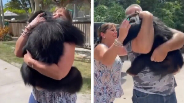 Cuteness overload: als baby verstoten chimpansee ziet na lange tijd zijn verzorgers weer terug