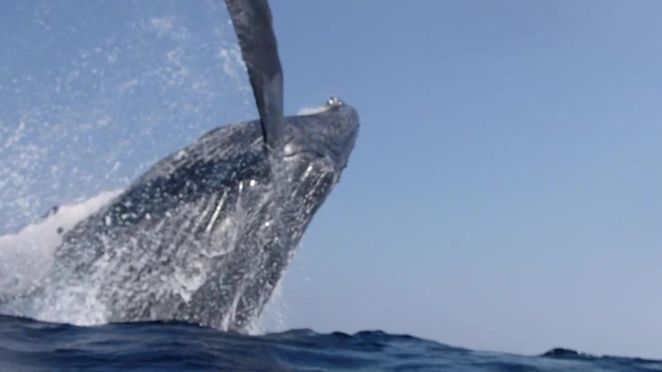 Japanse snorkelaars schrikken zich dankzij enorme walvis helemaal het apelazarus