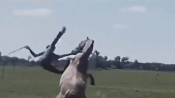 Cowboy met alternatieve rodeoskills geeft een showtje weg