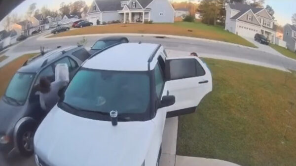 Gast slingert 'hondsdolle' lynx over het gazon die zijn vrouw aanvalt