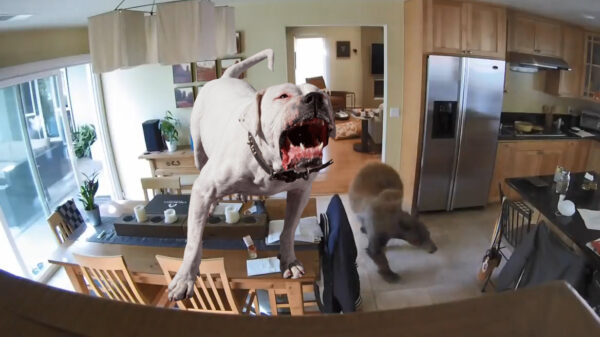 Lijpe keffertjes hebben geen angst en jagen gigantische beer het huis uit