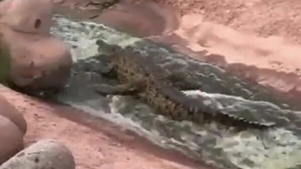 Van de glijbaan, wiiiiii