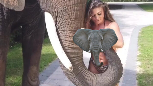 Ollie de olifant lust best een sappige kokosnoot