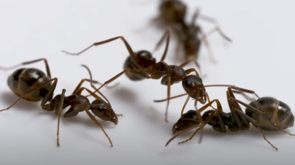 True Facts bewijst dat droge feiten over de klemkaakmier ook erg grappig kunnen zijn