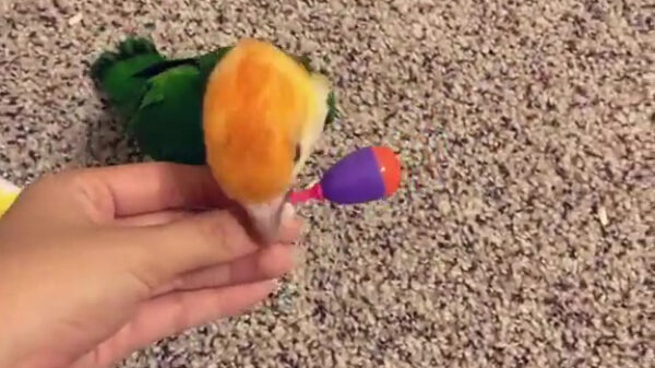 Hey, wil je sambaballen?