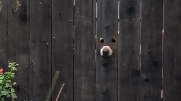 Gluurder op heterdaad betrapt