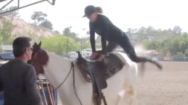 Paard helpt een handje