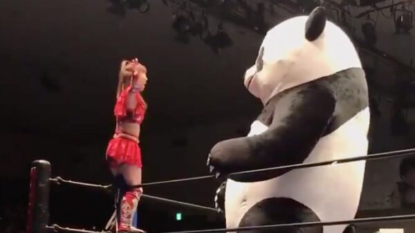 Alleen in Japan: panda worstelen