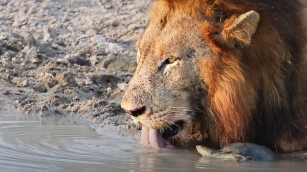 Hey irritante haarbal, ga eens uit mijn zwembad!