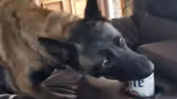 Hond neemt wraak op zijn trollende baasje