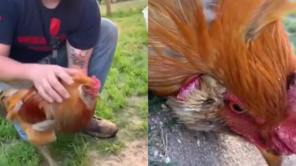 Haan hypnotiseren is stukken makkelijker dan je denkt