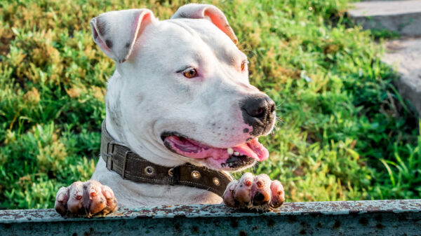 Agressieve pitbull heeft zin in een lekkere Franse Bulldog