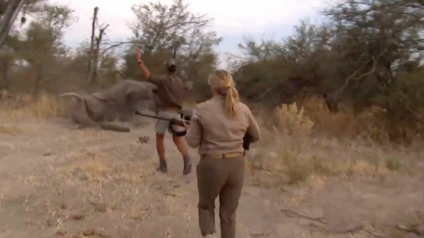 Dikke vette ophef om NRA-topman die lekker olifantjes schiet in Botswana