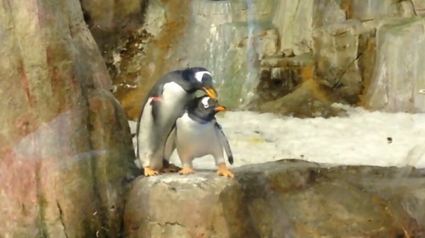 Oude doos: pinguïn betrapt zijn vreemdgaande vrouw op heterdaad