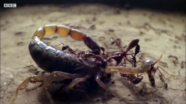 De Dorylos-mieren zijn de meest capabele moordenaars uit het dierenrijk