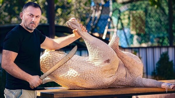 Vandaag staat er een gigantische gegrilde struisvogel op het menu
