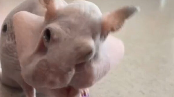 Als je 's ochtends weer je balzak hebt geschoren