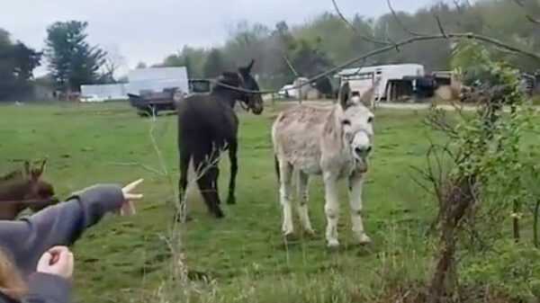 i-Ahahahahahahaahhaa, jij raakte schrikdraad aan