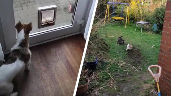 LAAT ME ERUIT IK SLOOP DIE KAT of nee laat ook maar