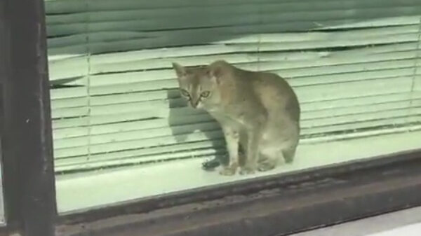 Even de kat pesten met een sproeier