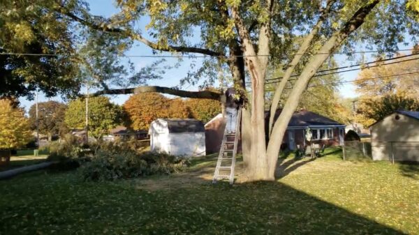 Tip van de dag: altijd de buurman filmen als hij aan het snoeien is