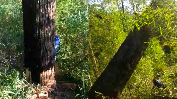 Wat kan er misgaan bij het omzagen van een boom?