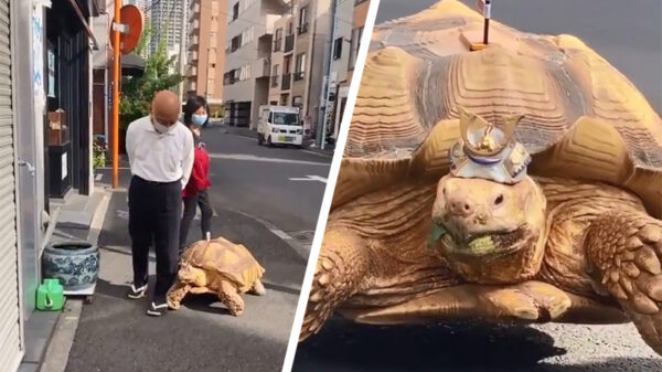 Even een stukje wandelen met mijn BFF schildpad