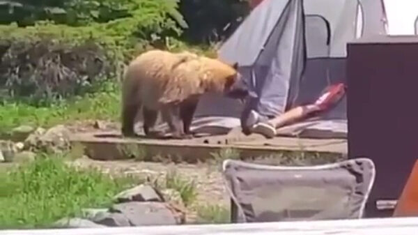 Pardon meneer, heeft u toevallig een kopje honing voor me?