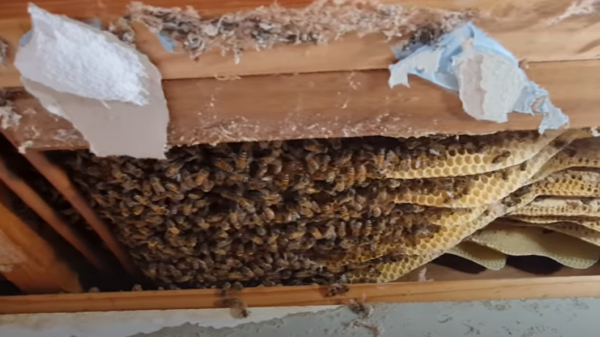 Aussie vindt joekel van een bijennest in het plafond