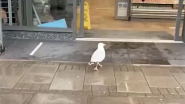 Voorbijganger helpt ordinaire crimineel om winkel te overvallen