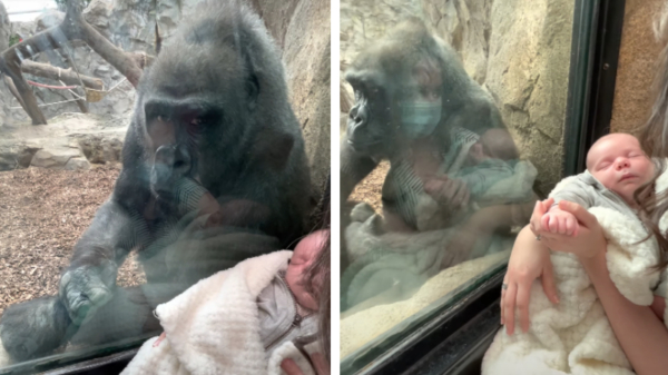 Awwwww: moeder deelt bijzonder momentje met gorilla