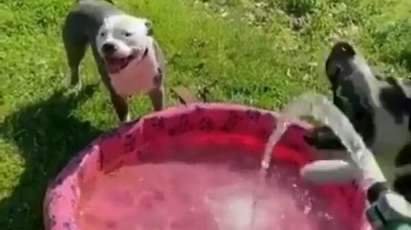 Er zijn 2 soorten honden